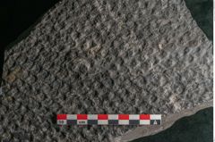 Foto (Detailansicht) von Lepidodendron sp.  (NHMW-GEO-2024-0188-11031)